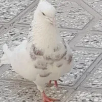 چهار عدد کبوتر زینتی و خوشکل|پرنده|شاهرود, |دیوار