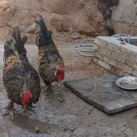 مرغ وخروس زینتی ویک عدد  اردک
