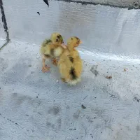 جوجه اردک|حیوانات مزرعه|مریوان, |دیوار