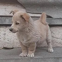 توله سگ شیبا اینو