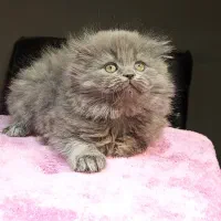 لانگ هیر نر شورت هیر