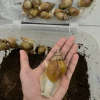 هلزون تراپی