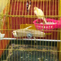 قناری مزاییکی با دوتا جوجه