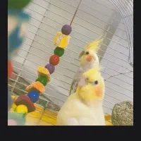 عروس هلندی نر و ماده با قفس