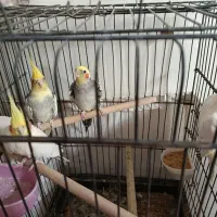 چند جفت عروس هلندی مولد کار داده