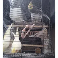 عروس هلندی همه چیز تمام