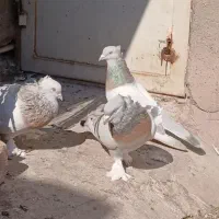 کبوتر تاکلا تُرکیه. سوسنی کاغذی. سبز عربی اصیل|پرنده|تبریز, |دیوار