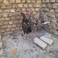 خروس لاری|حیوانات مزرعه|اصفهان, حصه شمالی|دیوار