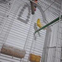 قناری|پرنده|آذرشهر, |دیوار