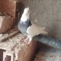 جوانه طوقی نر ماده