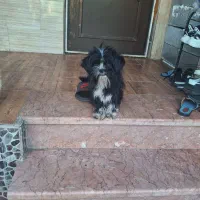 واگذاری رایگان سگ شیتزو ماده|سگ|رشت, لاکان|دیوار