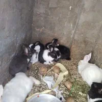 حراج خرگوش خانگی