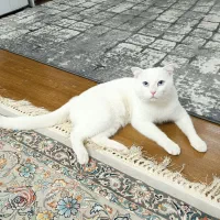 گربه نر اسکاتیش