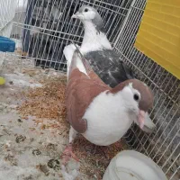 دوعدد کفتر ساده نر مگسی و سرخ|پرنده|مشهد, سیلو|دیوار