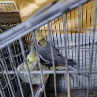 جفت مولد عروس هلندی