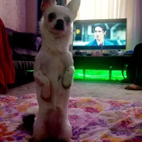 سگ شیواوا سفید مشکی شناسنامه دار