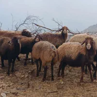 10عدد گوسفند داشتی|حیوانات مزرعه|کوهدشت, |دیوار