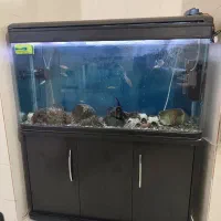 آکواریوم درجه یک|ماهی|ایلام, |دیوار