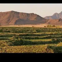 یونجه چین آخر