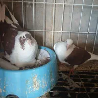 فروش تعدادی جفتی کبوتر