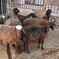 بره ماده|حیوانات مزرعه|شیرین‌سو, |دیوار