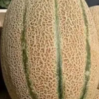 جانا، طالبی ،ملون ،گیلاس، زردالو