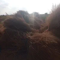 جارو شهرداری