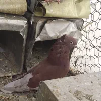 کبوتر|پرنده|هرند, |دیوار