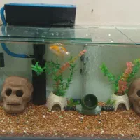 آکواریوم با ماهی|ماهی|تهران, باغ خزانه|دیوار