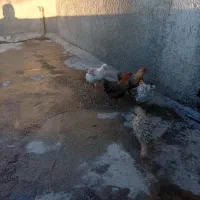 جوجه محلی فروشی