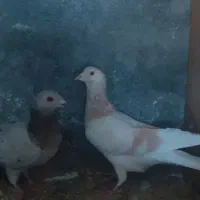 کبوتر سرور|پرنده|مبارکه, |دیوار