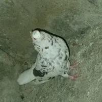 کبوتر|پرنده|باغ ملک, |دیوار