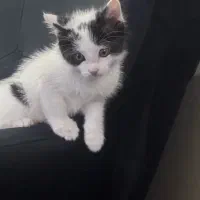 واگذاری بچه گربه