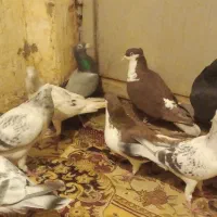 پرنده