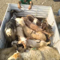 فروش دام زنده و قصابی