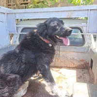 سگ قدرجونی گله ای