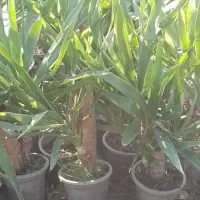 یوکا بنسای|گل و گیاه طبیعی|لاهیجان, آهندان|دیوار