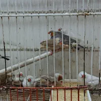 فمج انگلیسی|پرنده|بندرعباس, |دیوار