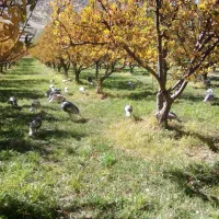 بوقلمون محلی