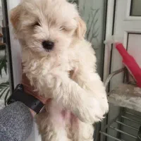 شیتزوکراس دوماهه