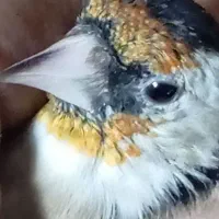 سیره داغسر ماده سالم و سر حال