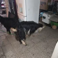 بز داشتی|حیوانات مزرعه|لردگان, |دیوار