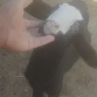 بره شیری درشت|حیوانات مزرعه|رامند, |دیوار