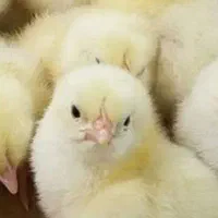جوجه واکسن خورده