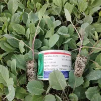 نشا کلم پیچ گل کلم بروکلی هندوانه گوجه ملون جانا