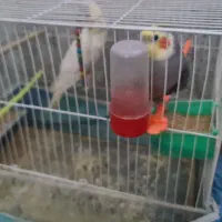 عروس هلندی سخنگو دستی