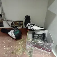 نرماده سینه سیاه