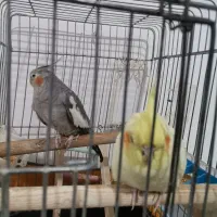 عروس هلندی|پرنده|گلستان (تهران), |دیوار