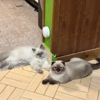 هیرا گربه نر پرشین خالص آیس بلو|گربه|تهران, پرستار|دیوار