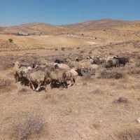 فروش میش(گوسفند)داشتی،|حیوانات مزرعه|شیراز, شهرک ترکان|دیوار